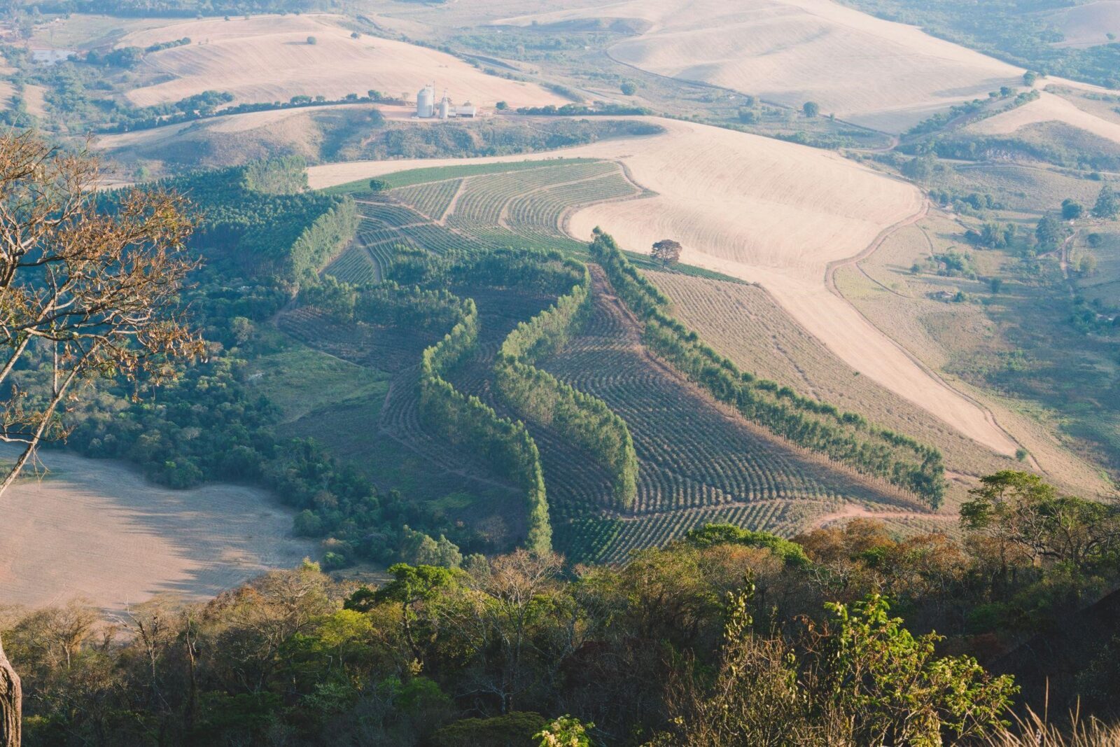 Coffee prices hit 13 year low on good Brazil weather and big exports ...